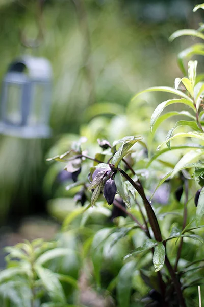 hellebore4-s.jpg