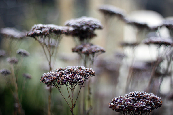 Sedum ‘Herbstfreude’