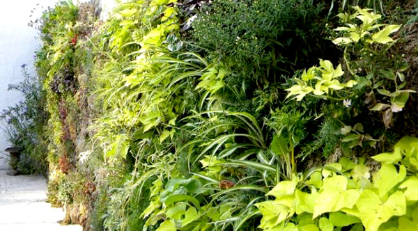 Green wall