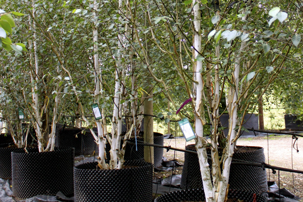 Betula utilis