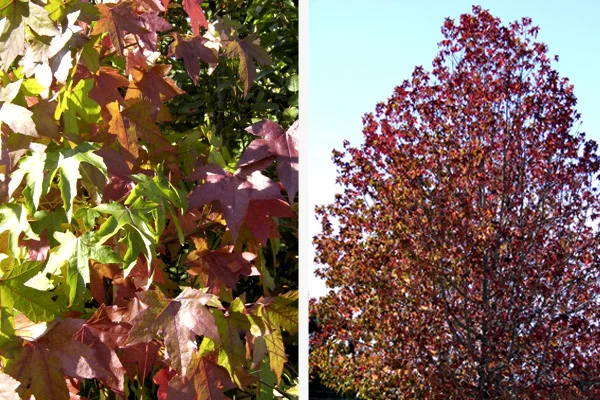 Liquidambar styraciflua 'Worplesdon'