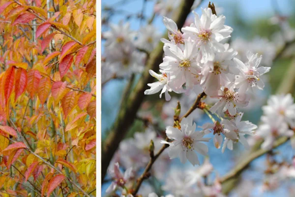 Prunus x subhirtella 'Autumnalis'