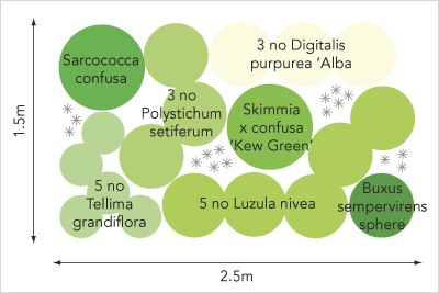 Shady border planting plan