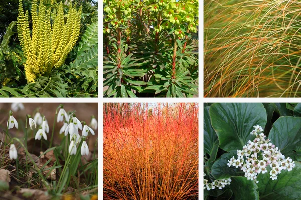 Plants for winter interest