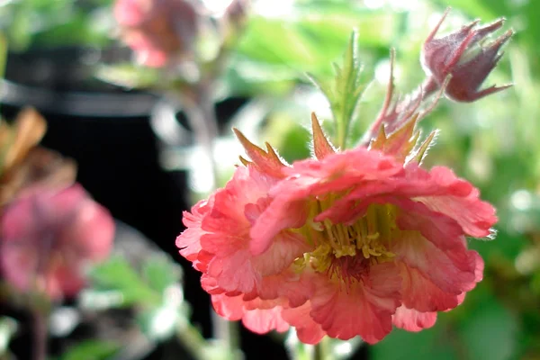 Geum 'Bell Bank'