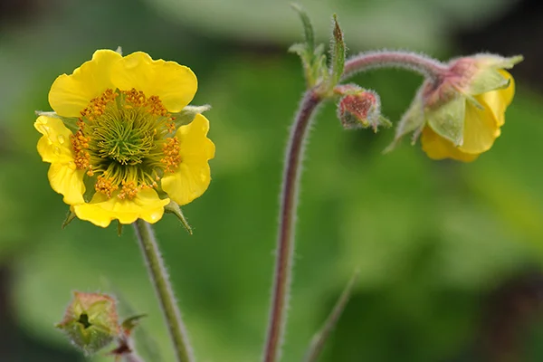 Geum 'Lemon Drops'