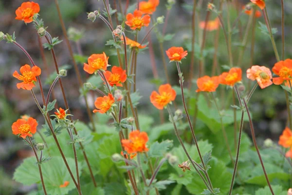 Geum 'Borisii'