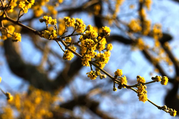 Cornus mas flowers