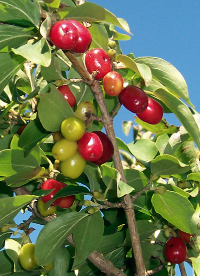 Cornus mas fruit