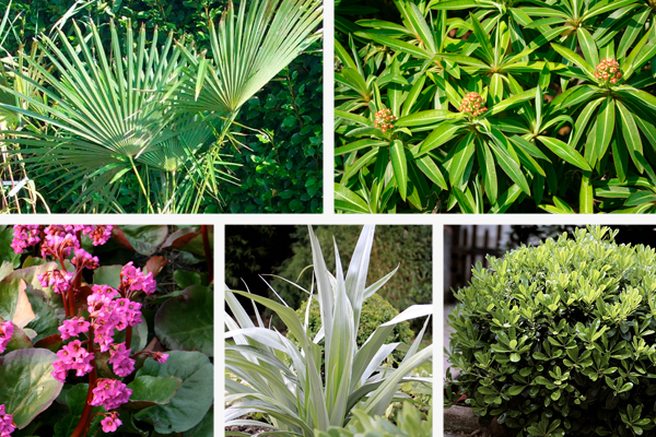 Exotic style plants