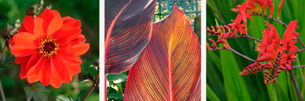 Exotic style plants