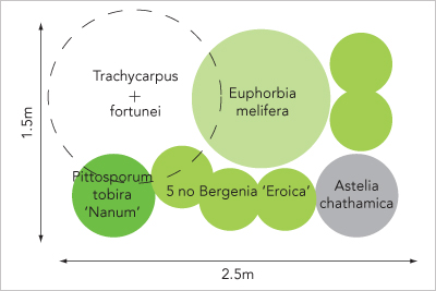 Exotic style planting plan
