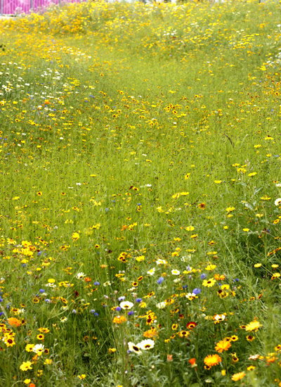 Wildflower Meadow Olympic Park