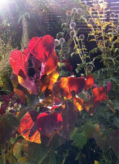 Cercis canadensis 'Forest Pansy'
