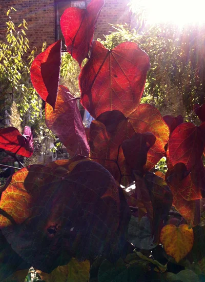 Cercis canadensis 'Forest Pansy'