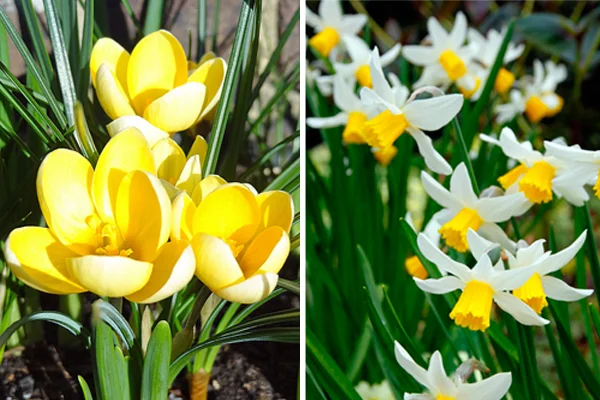 Crocus chrysanthus ‘Romance’ & Narcissus ‘Jack Snipe’