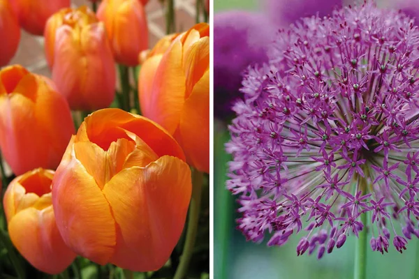 Tulipa ‘Dordogne’ & Allium hollandicum ‘Purple Sensation’
