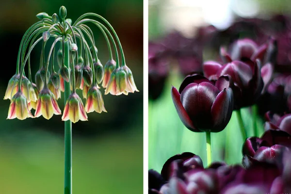 Nectaroscordum siculum & Tulipa ‘Queen of Night’