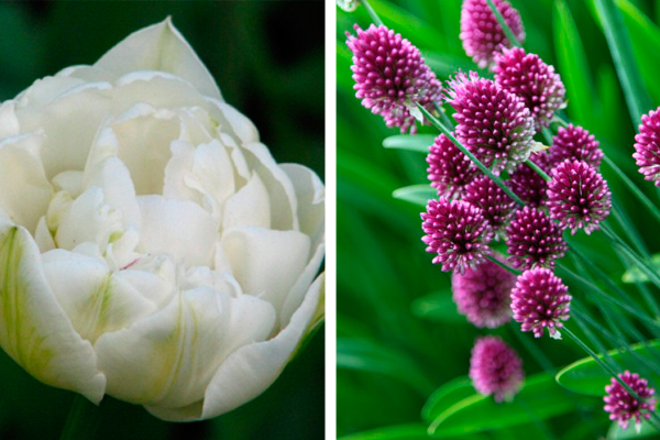 Tulipa ‘Mount Tacoma’ & Allium sphaerocephalon