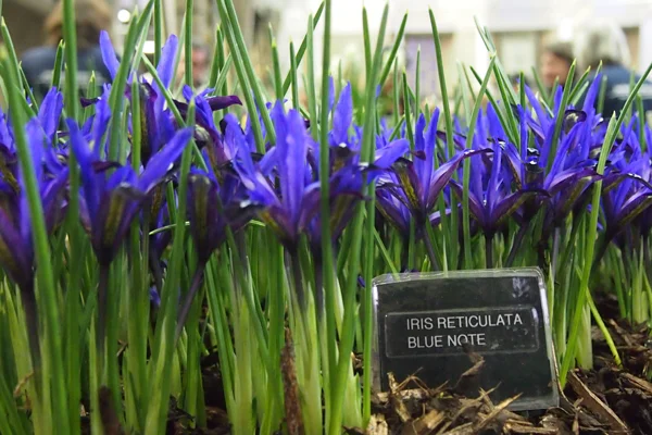 Iris reticulata ‘Blue Note’