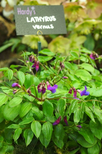 Lathyrus vernus