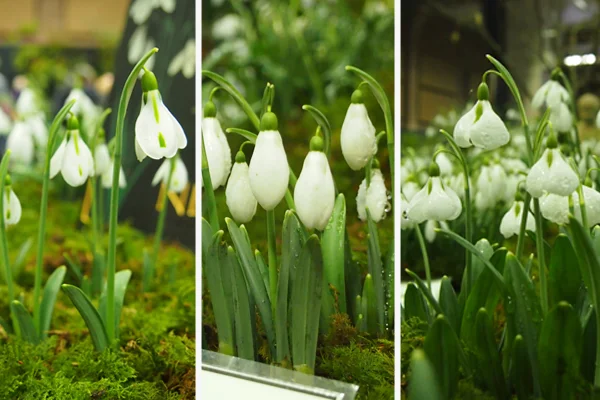 Snowdrops