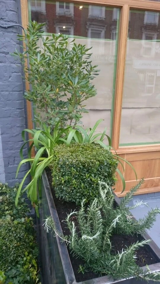 Planters outside Keatons Estate agent