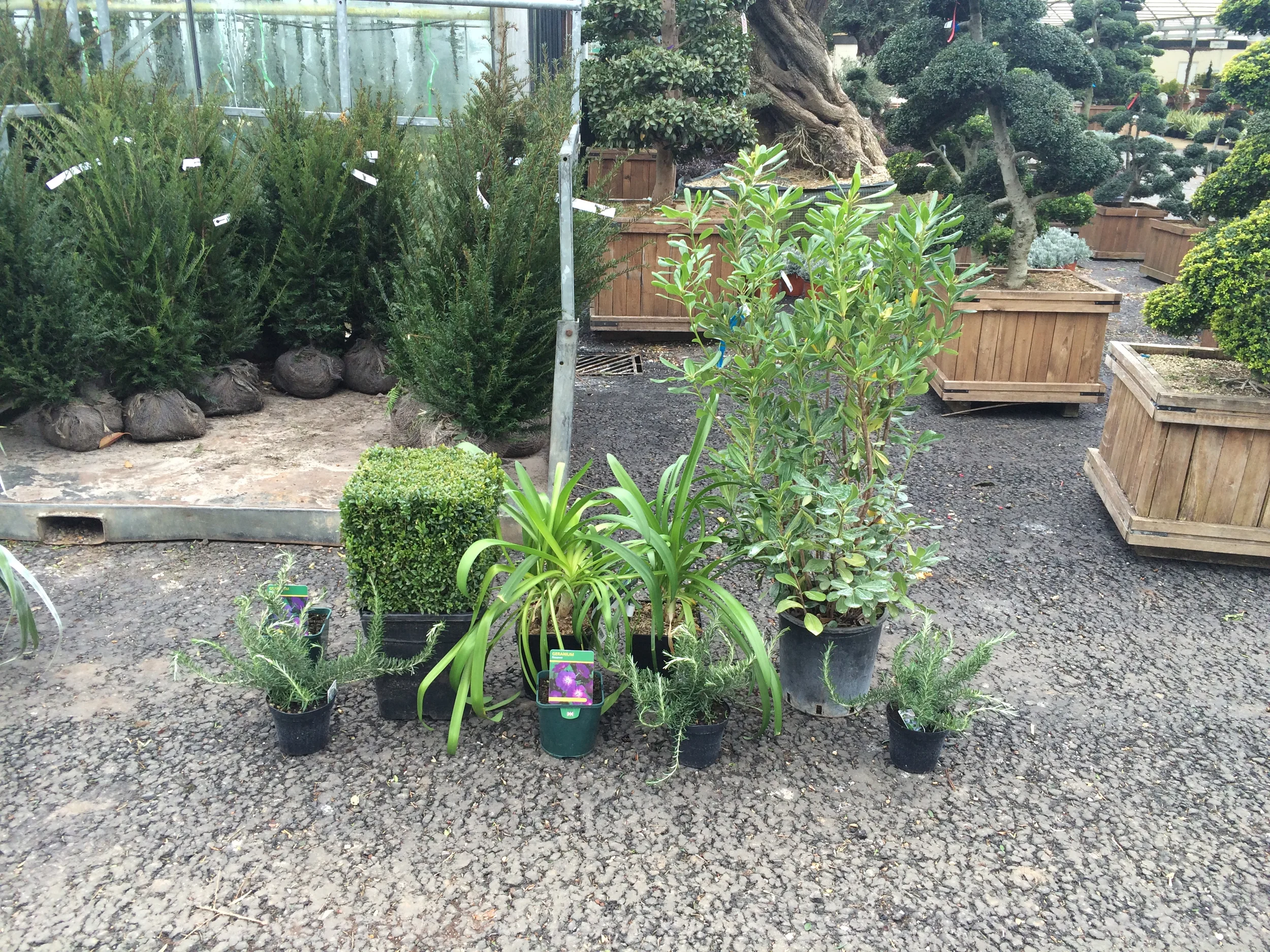 Nursery stock selection