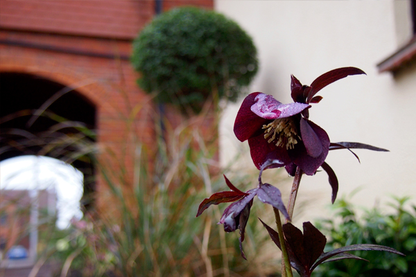 Helleborus Ballard’s Strain