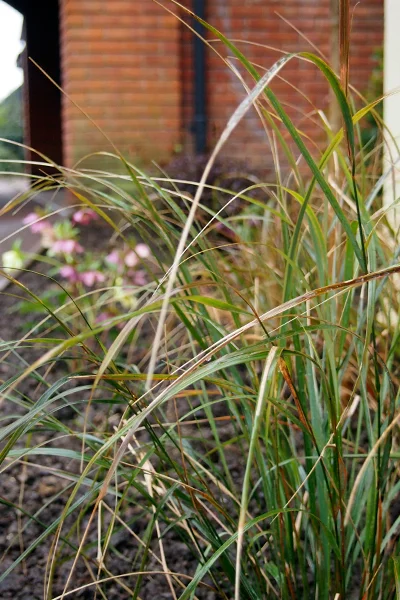 Anemanthele lessoniana