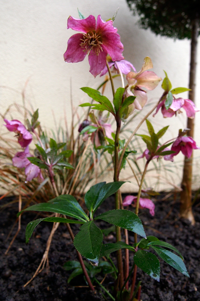 Helleborus Ballard’s Strain