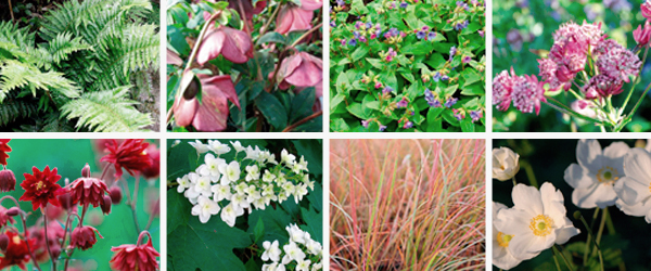 Shady planting palette