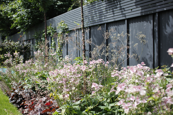 Perennial planting in Richmond garden design.