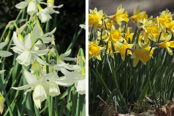 Narcissus 'Rippling Water' & Narcissus Rijnveld's Early Sensation'