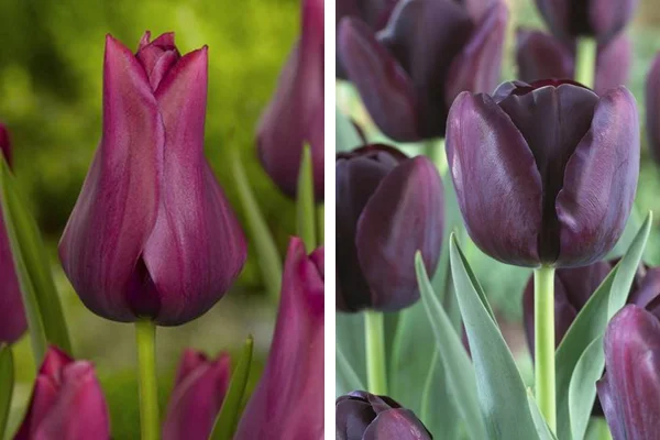 Tulipa 'Merlot' & Tulipa 'Queen of Night'