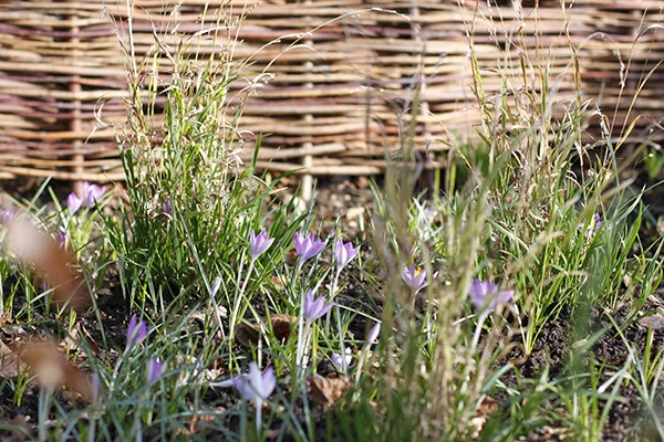 Crocus tommasinianus planted in drifts through Melica altissima Alba