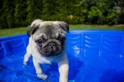 swimming-1502563_1920.jpg