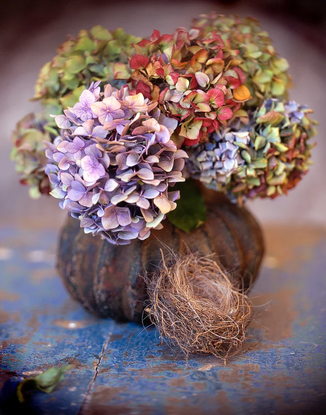 hydrangeas-and-nest007-copy.jpg
