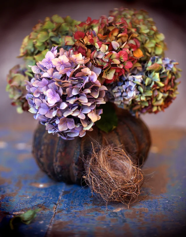 hydrangeas-and-nest007-copy.jpg