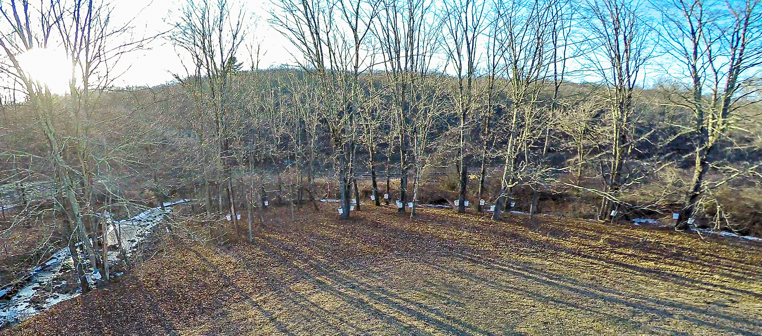  Sugar Bush, a gathering of sugar maples that are tapped and gathered to create the worlds best sweetner, our pure maple syrup. 