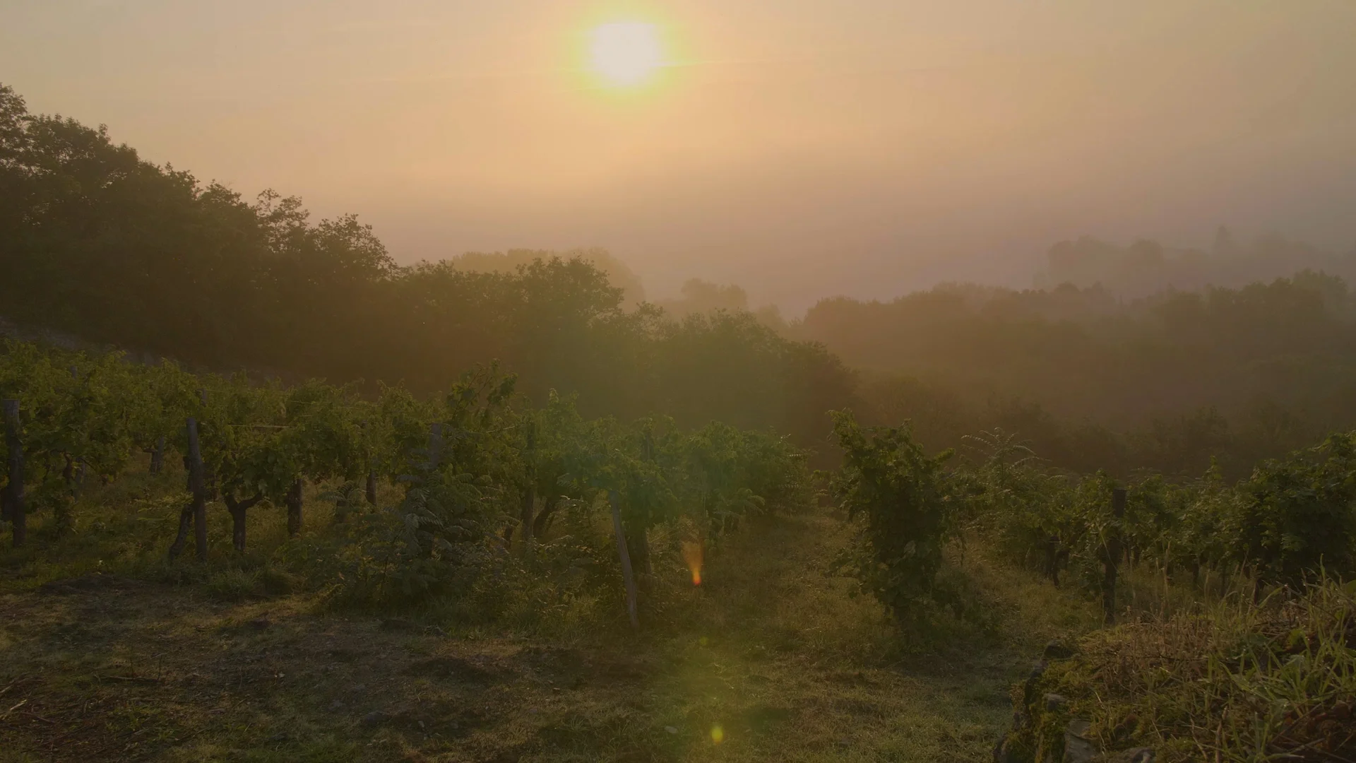 vineyard1 - Copy.jpg