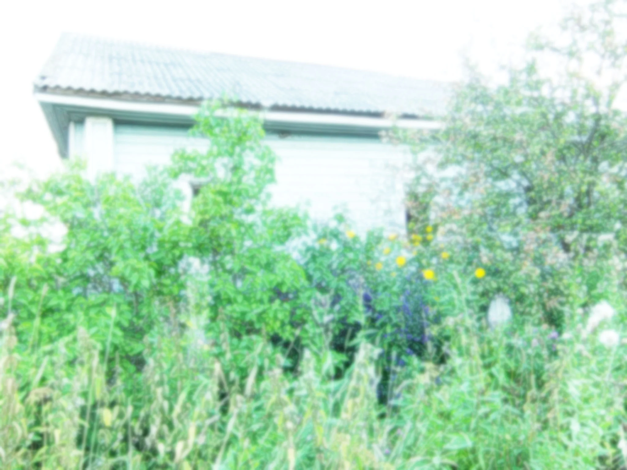 Garden_edited.jpg