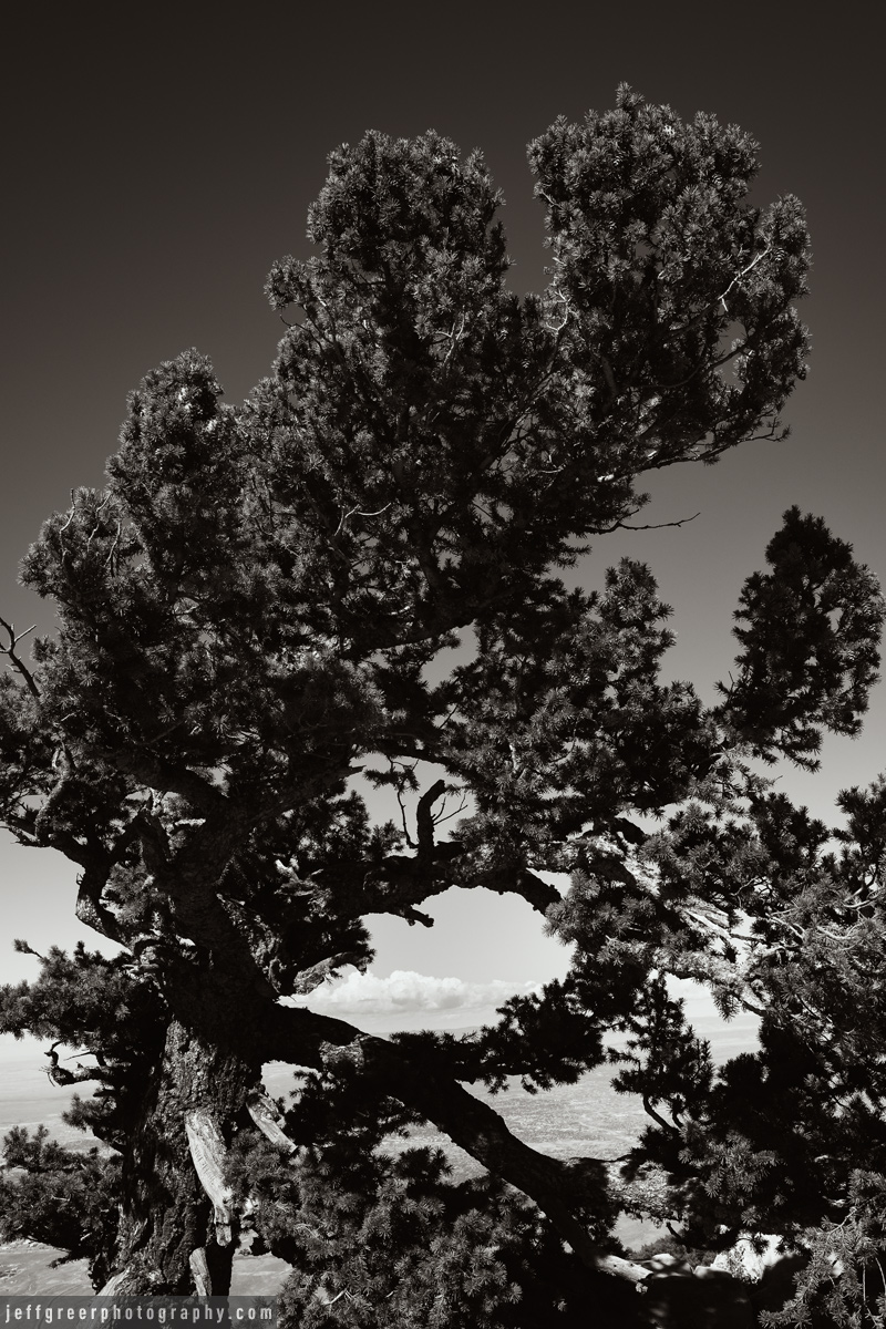 Fir, Sandia Crest