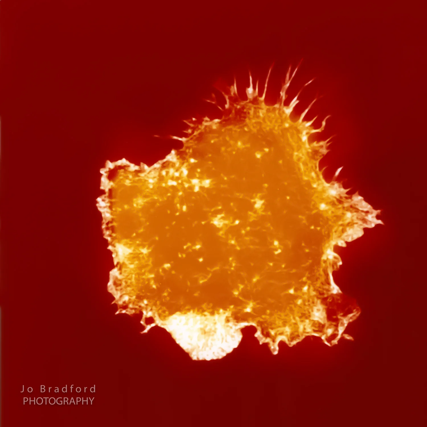 Natural Killer Cell. Luminogram I