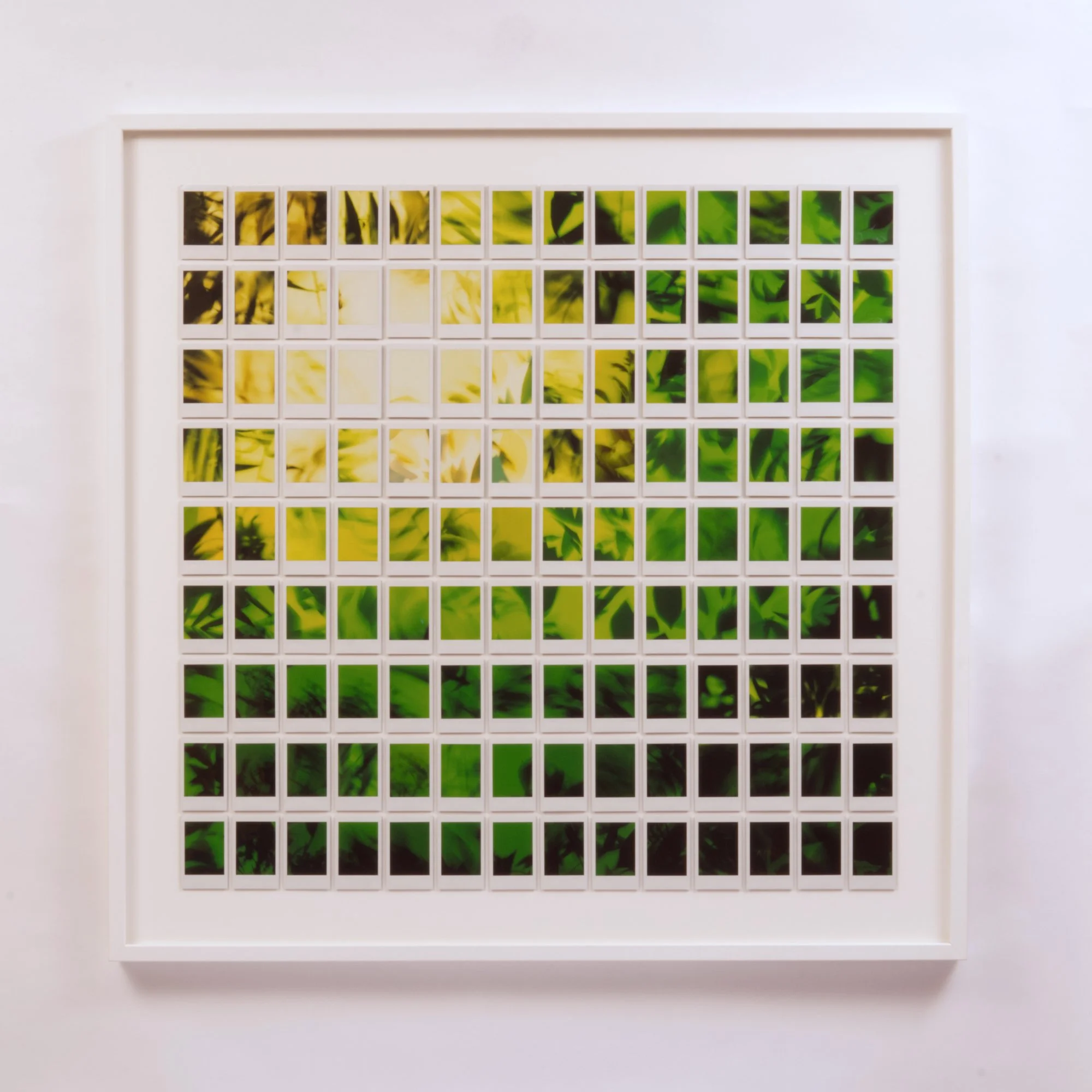 JoBradford_Canopy - Web Size.jpg