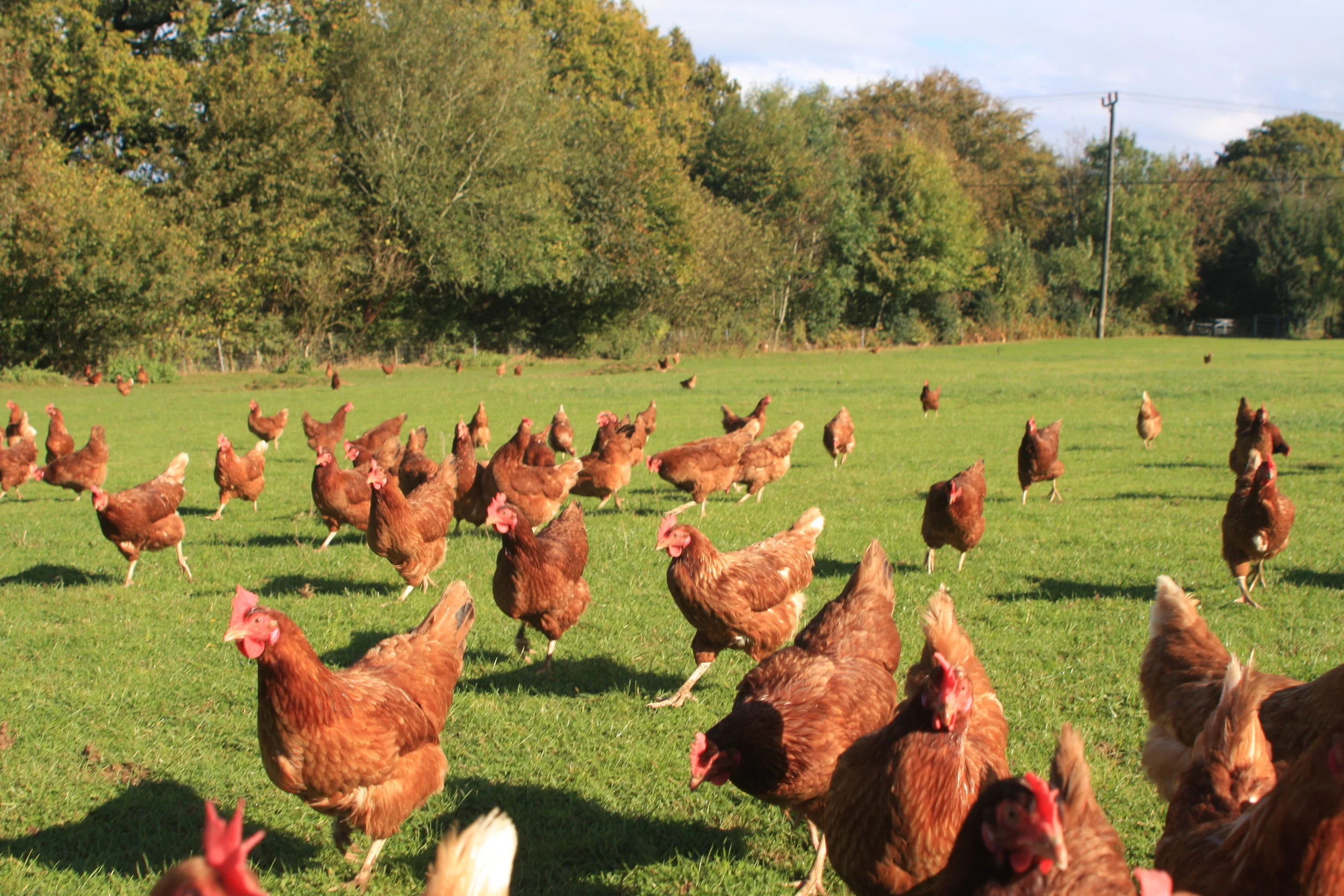 free range hens.jpg