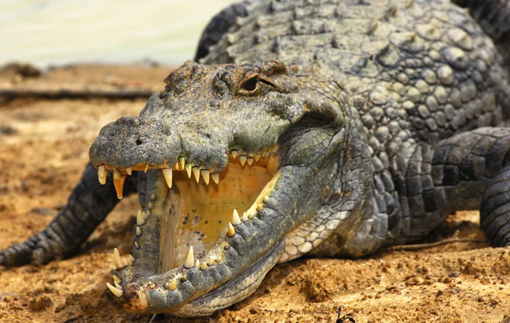 A krokodil