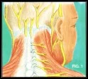 TMJ: A Pain in the Neck