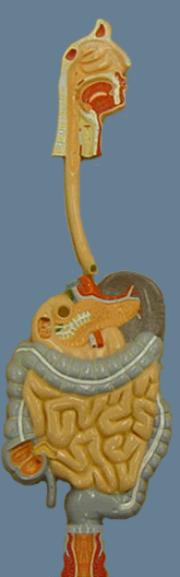 Digestion 101: Structural Issues