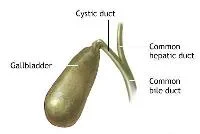 The Secretive Bile Duct